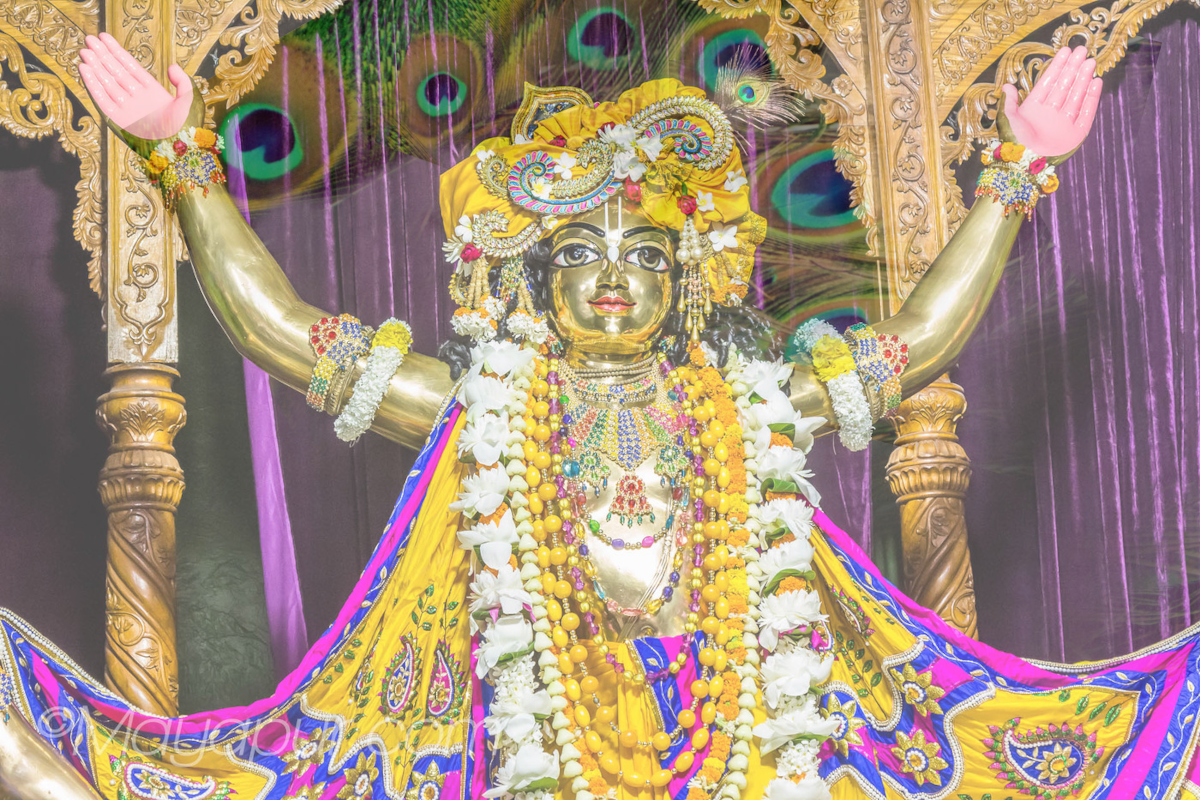 Lord Caitanya-peacock