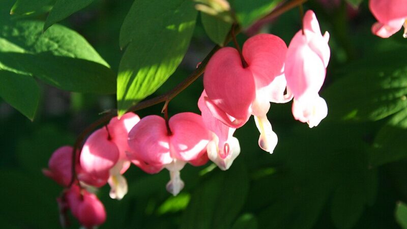 Bleeding_heartCC0